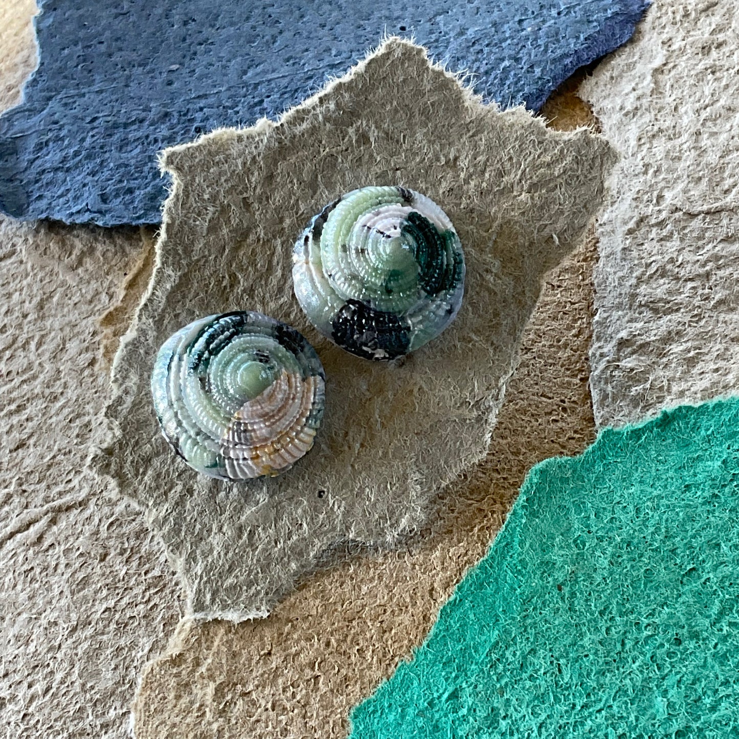 Milieu Shells - Pinks and Blues
